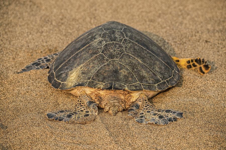 Sea Turtle On Beach Digital Art By Heeb Photos - Fine Art America