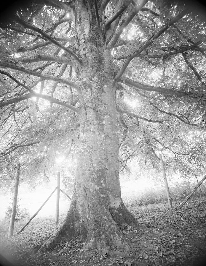 Tree Photograph - Sean OCaseys Ireland. #9 by Gjon Mili