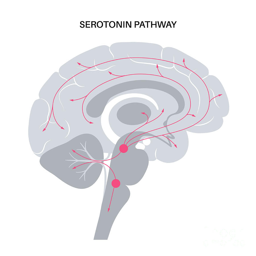 Serotonin Pathway In Brain #9 Photograph by Pikovit / Science Photo Library
