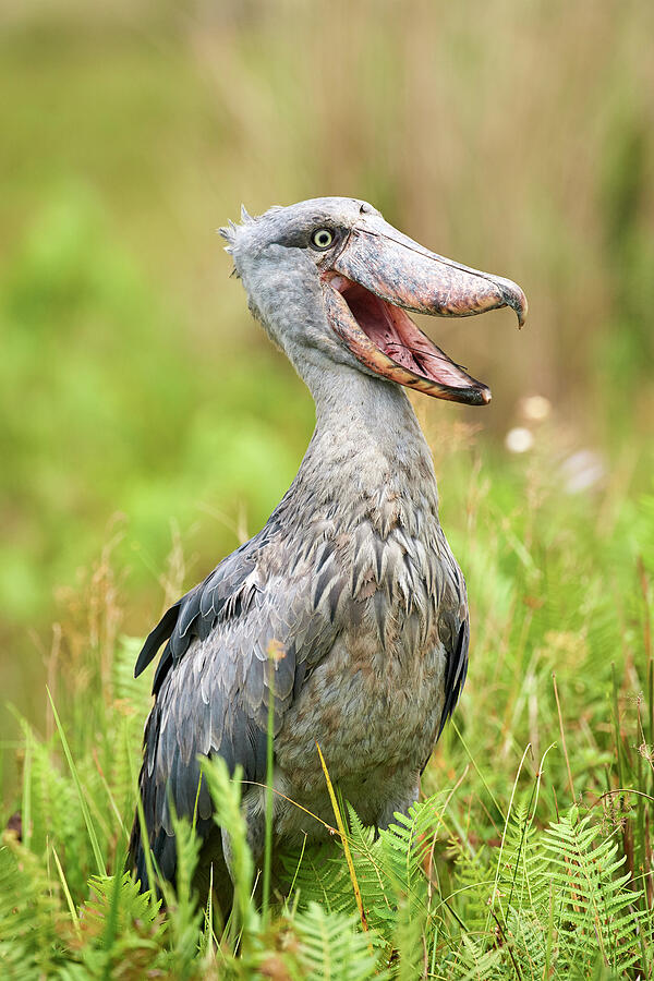 Shoebill Stork In The Swamps Of Mabamba, Lake Victoria #9 Photograph by Eric Baccega / Naturepl.com Shoebill Stork In The Swamps Of Mabamba, Lake Victoria #9 Photograph by Eric Baccega / Naturepl.com