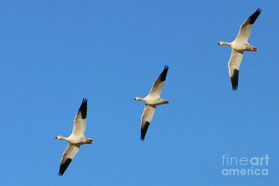 Snow Geese Photograph by Manuel Presti/science Photo Library - Fine Art ...