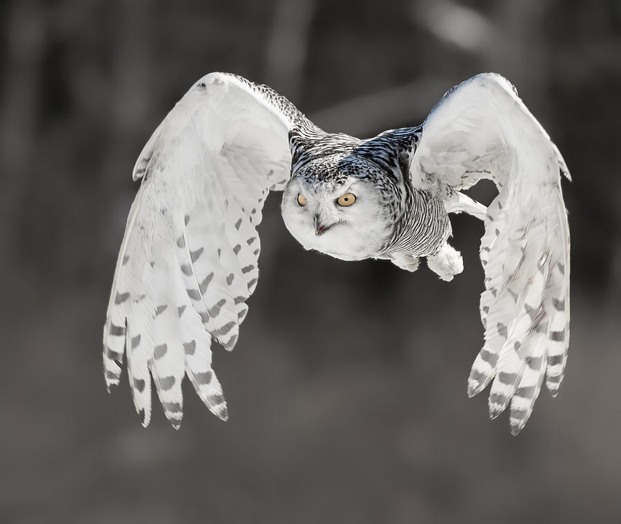 Snowy Owl #9 Photograph by Davidhx Chen