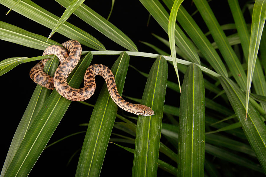 Spotted Python  Antaresia Maculosa #9 Photograph by David Kenny