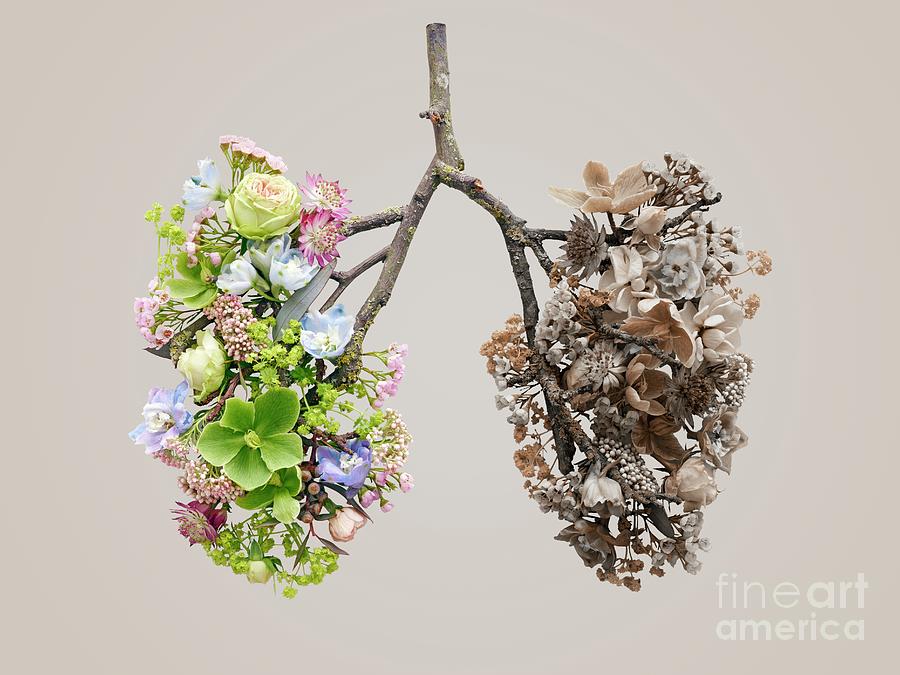 Spring Flowers Representing Human Lungs #9 Photograph by Science Photo Library