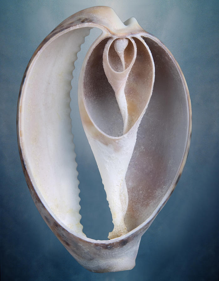 Still Life Of A Shell Photograph by Joyce Tenneson Still Life Of A Shell Photograph by Joyce Tenneson