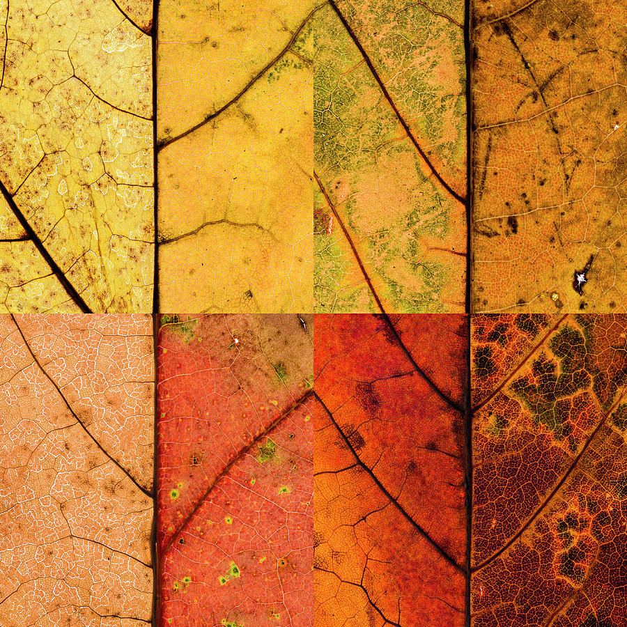 Swatches - Autumn Leaves inspired by Gerhard Richter #10 Photograph by Shankar Adiseshan