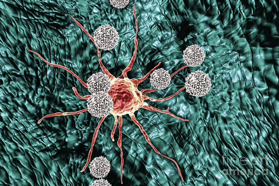 T-lymphocytes Attacking Cancer Cell #9 Photograph by Kateryna Kon/science Photo Library