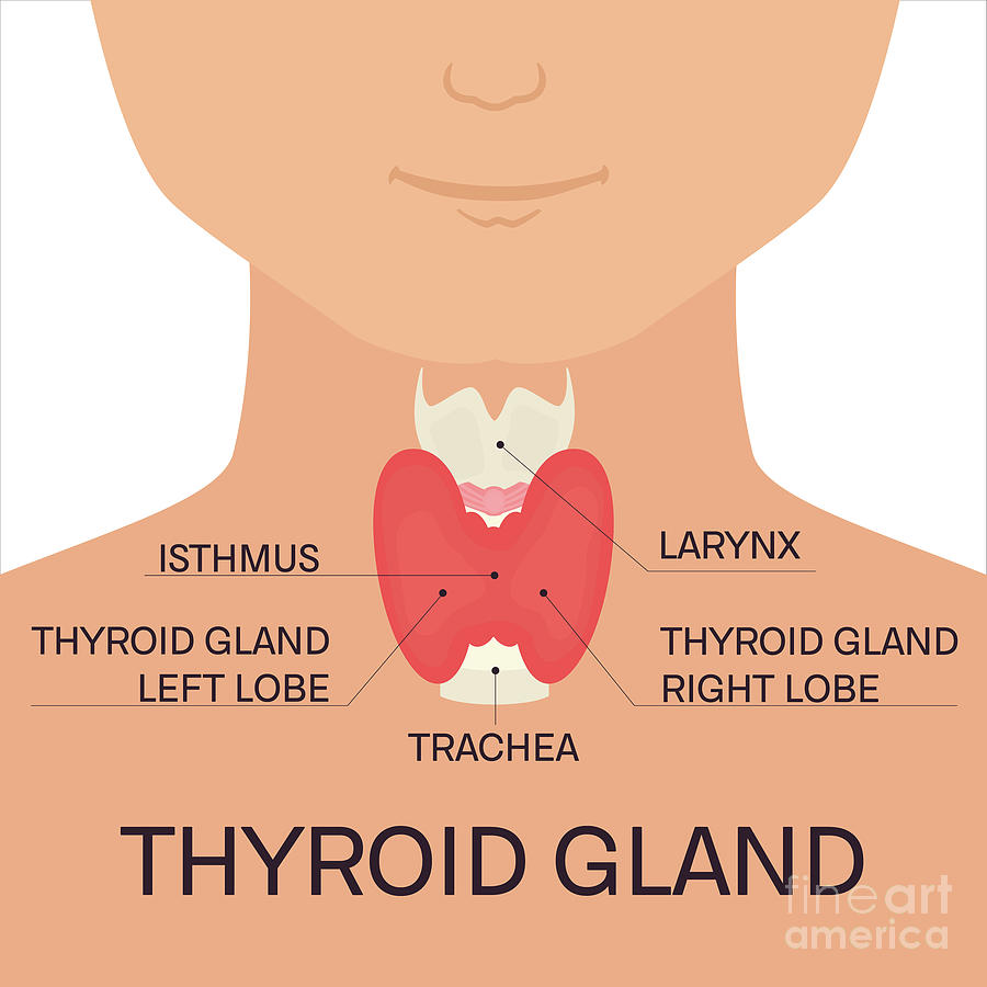 Thyroid Gland #9 Photograph by Art4stock/science Photo Library