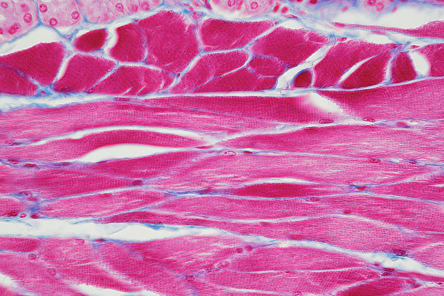 Tongue, Cross Section, Lm #9 Photograph by Oliver Meckes EYE OF SCIENCE