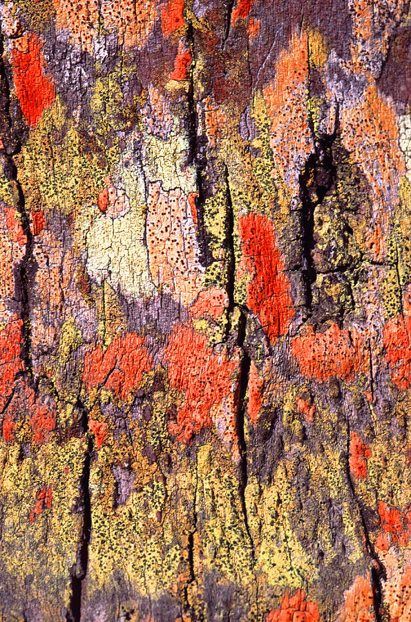 Tree Bark #9 Photograph by John Foxx