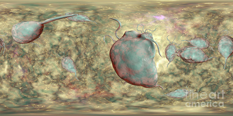 3 Dimensional Photograph - Trichomonas Vaginalis #9 by Kateryna Kon/science Photo Library