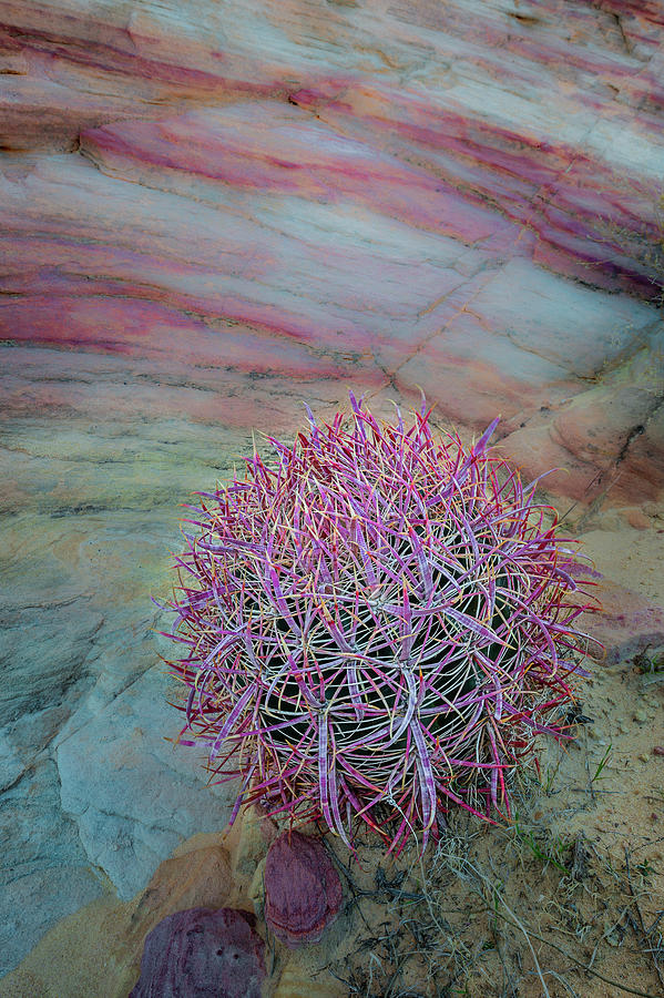 Barrel Cactus Photograph - USA, Nevada, Overton, Valley Of Fire #9 by Jaynes Gallery