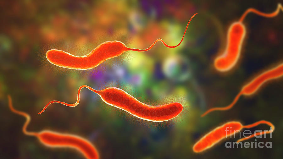 Vibrio Mimicus Bacteria Photograph by Kateryna Kon/science Photo ...