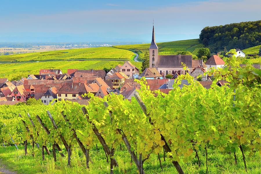 Vineyards In Alsace #9 Digital Art by Francesco Carovillano