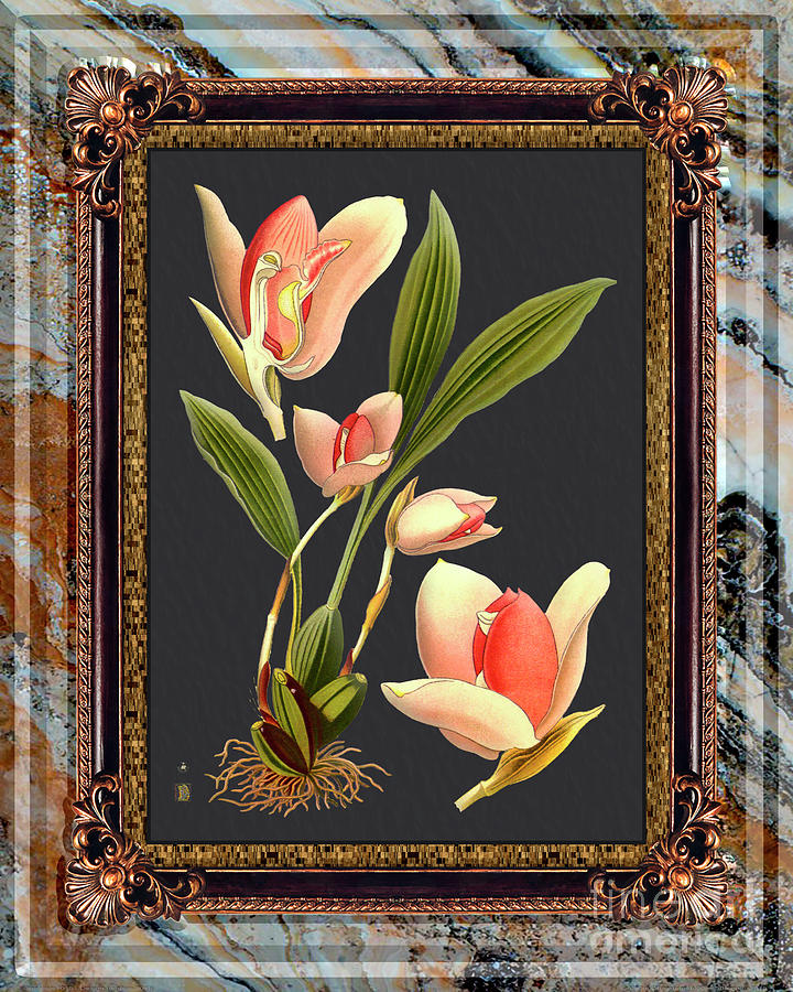 Vintage Orchid Antique Design Onyx Mediceo Painting