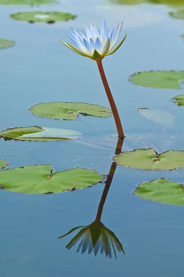 Waterlily Flower #9 Photograph by Michael Lustbader
