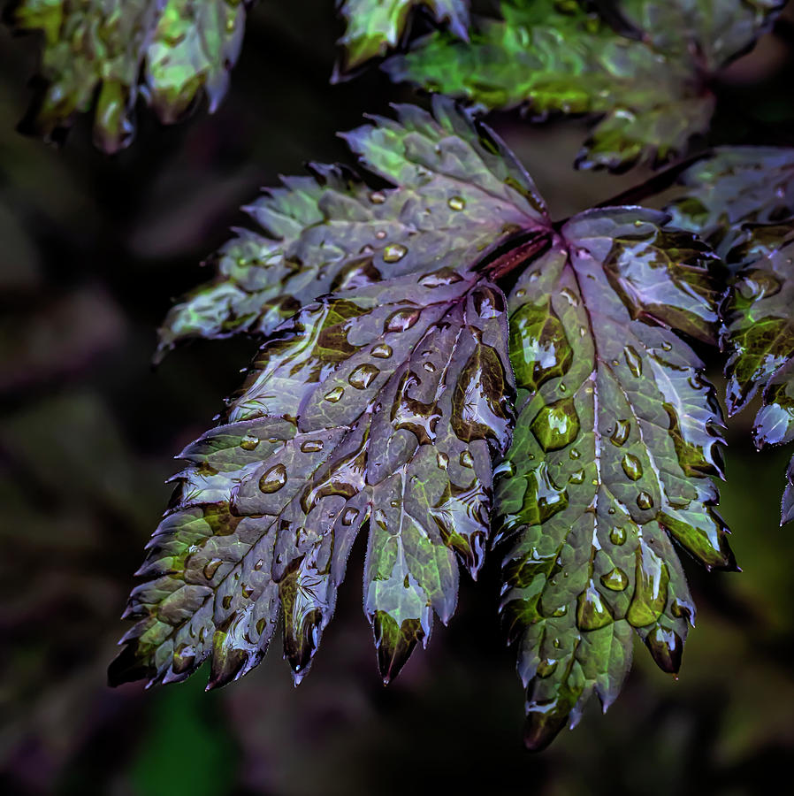 Wet Leaves #9 Photograph by Robert Ullmann