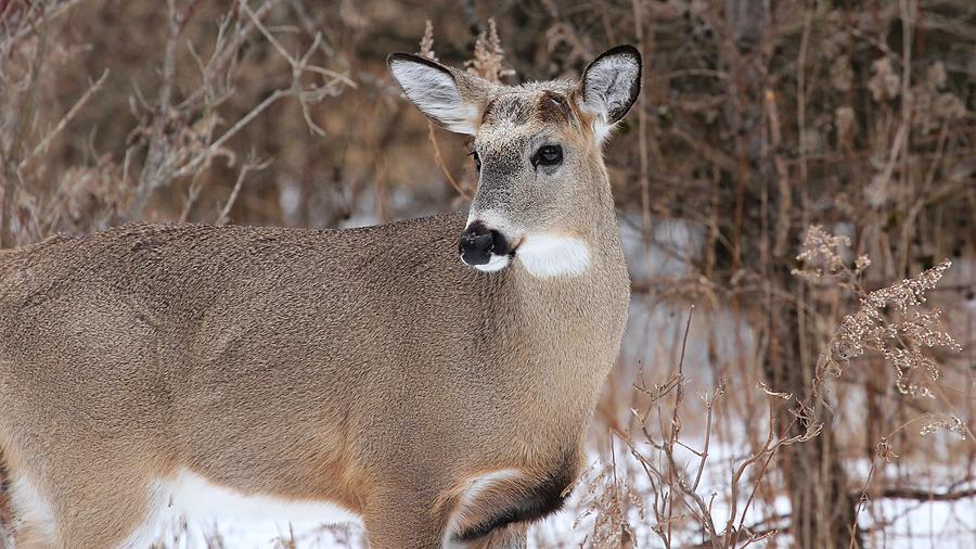 White Tailed Deer #9 Photograph by Davandra Cribbie