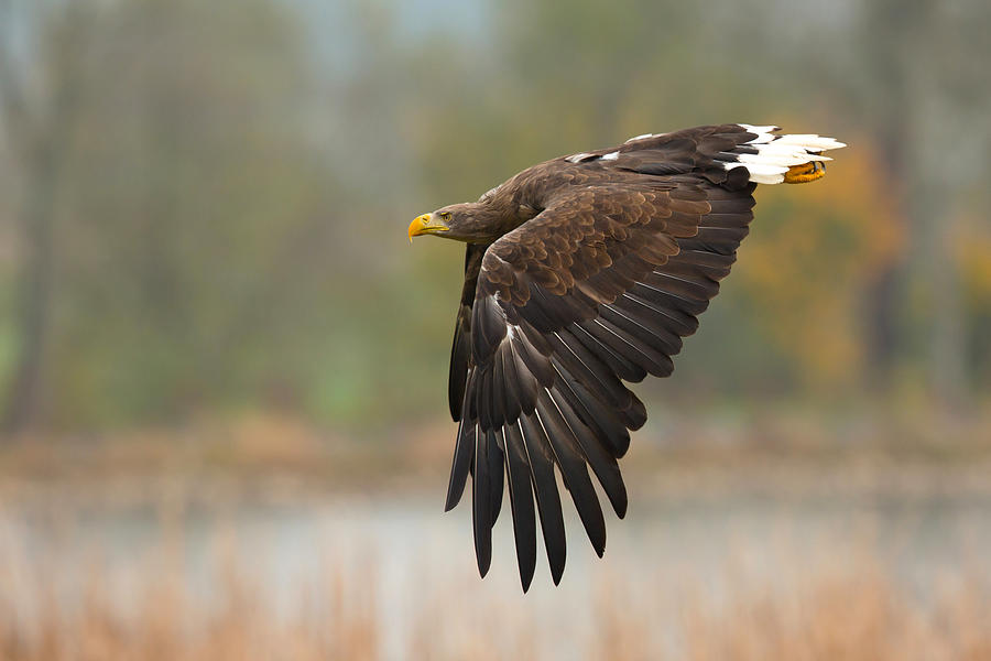 White-tailed Eagle #9 Photograph by Milan Zygmunt