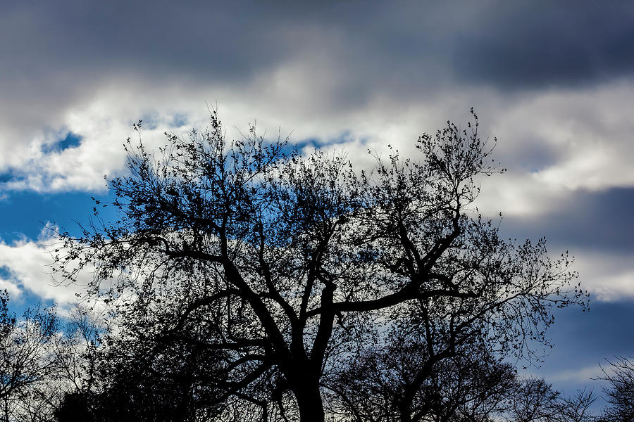 Winter Sky and Trees #9 Photograph by Robert Ullmann
