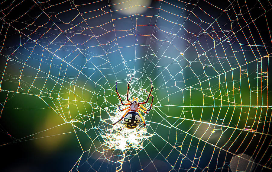Spider Photograph - Yellow Garden Orb Weaver Spider In Paris, Texas #9 by Cavan Images
