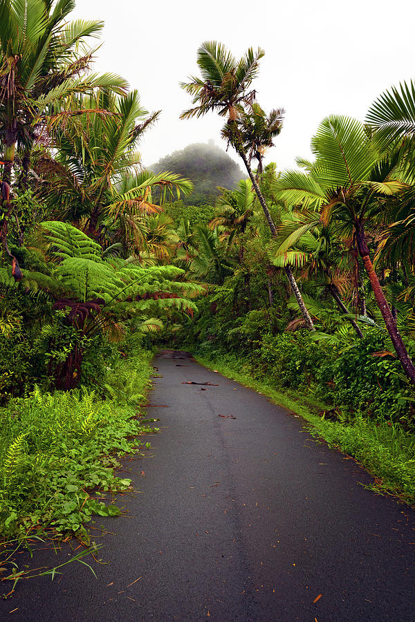 Yunque Natl Forest, Puerto Rico #9 Digital Art by Claudia Uripos