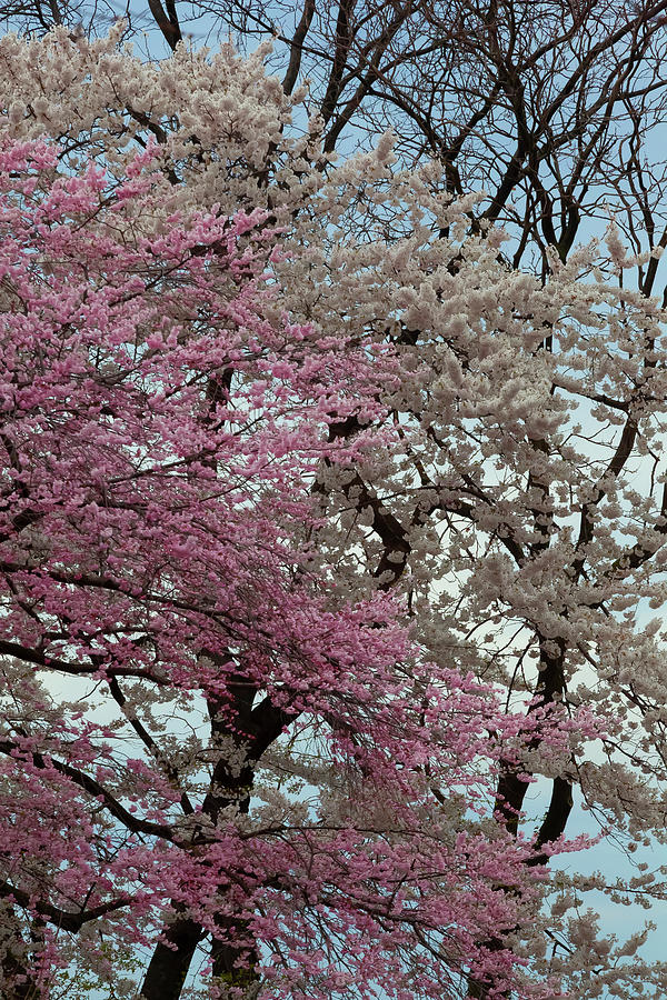 Cherry Trees #90 Photograph by Robert Ullmann