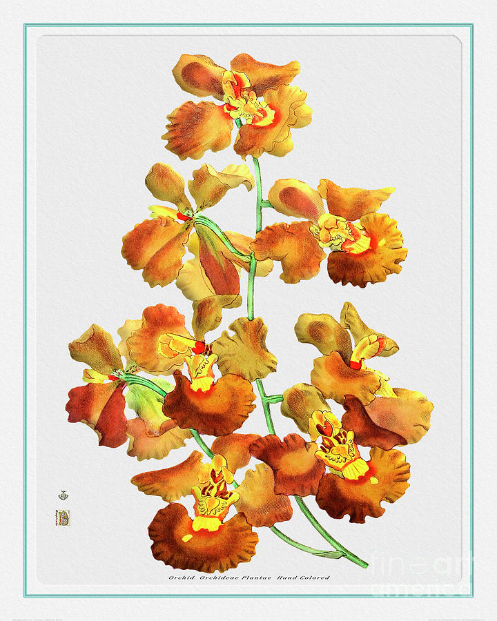 Orchid Flower Orchideae Plantae Drawing Painting