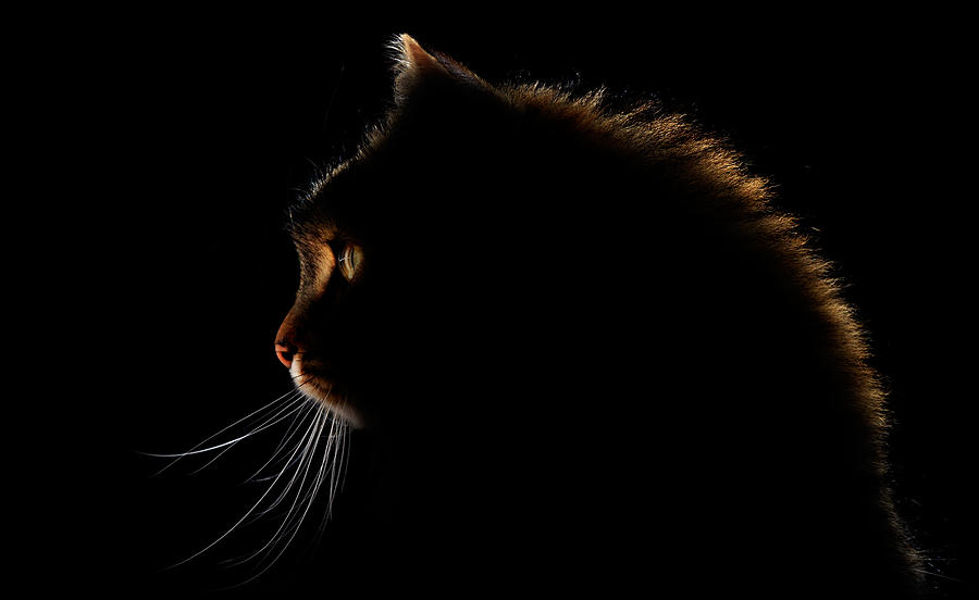 Cat Photograph -  #91 by Antonio Grambone