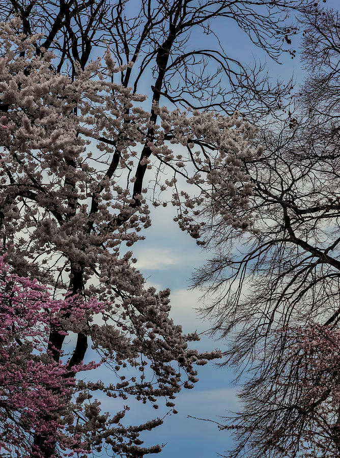 Cherry Trees #91 Photograph by Robert Ullmann