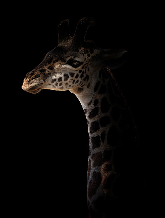 Giraffe Photograph -  by Antonio Grambone