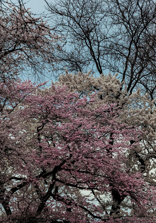 Cherry Trees #92 Photograph by Robert Ullmann