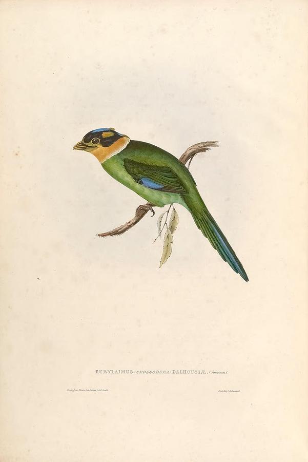 Nature Painting - Different types of birds illustrated by Charles Dessalines D Orbigny 1806-1876 21 #93 by Celestial Images