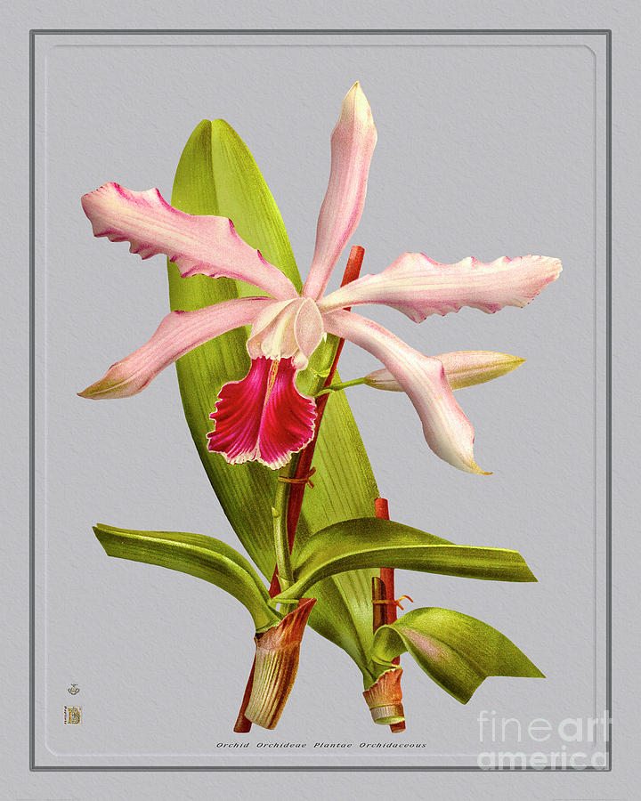 Orchid Flower Orchideae Plantae Flora Digital Art