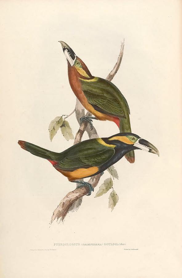 Nature Painting - Different types of birds illustrated by Charles Dessalines D Orbigny 1806-1876 21 #94 by Celestial Images
