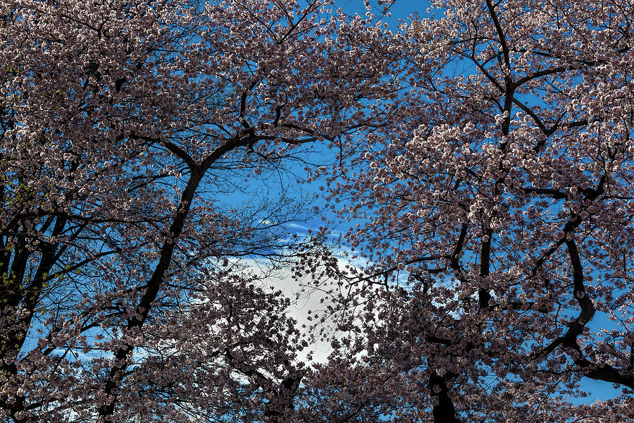 Cherry Trees #95 Photograph by Robert Ullmann