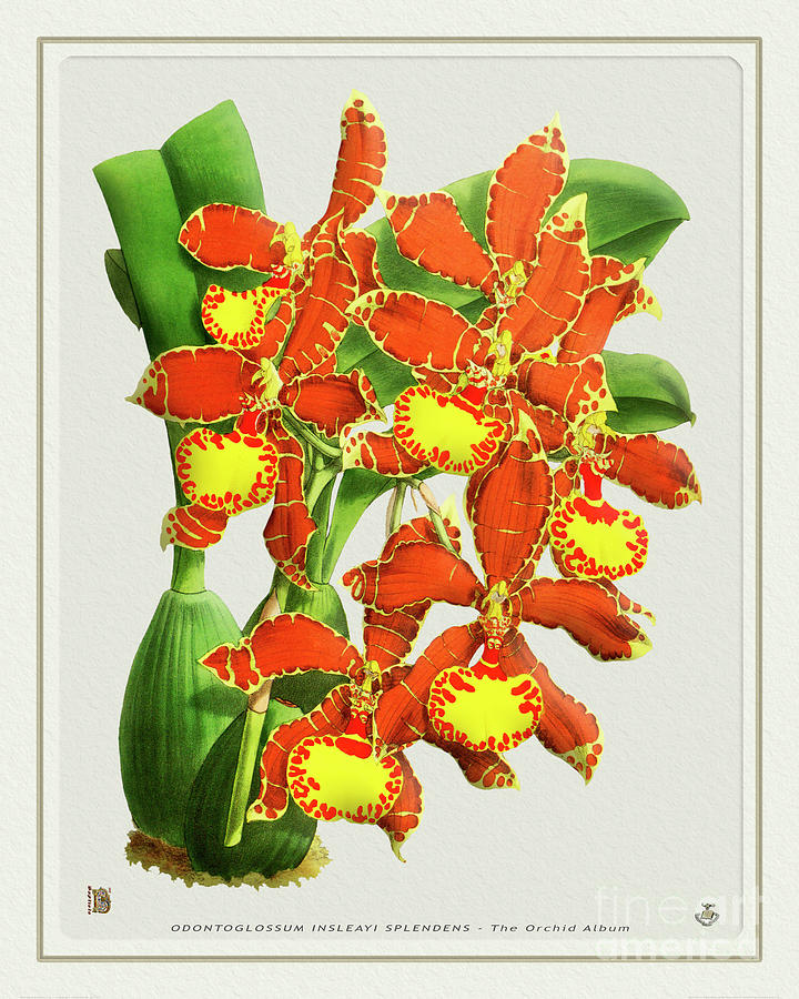 Orchid Vintage Print On Tinted Paperboard Drawing