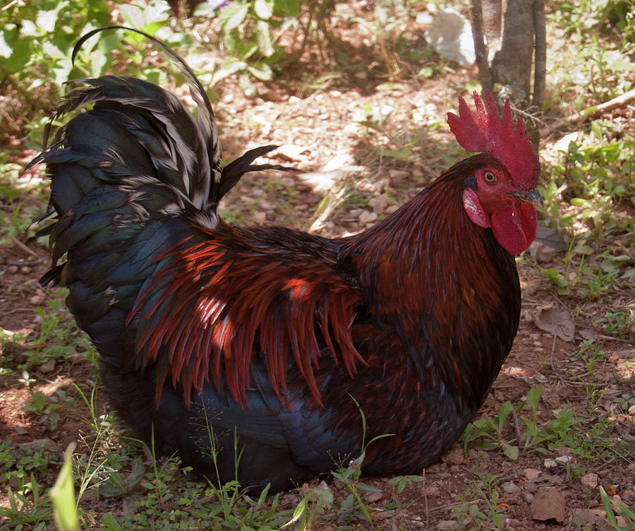 9534 Farm Yard Rooster Cuba Photograph by Michael Havice - Pixels