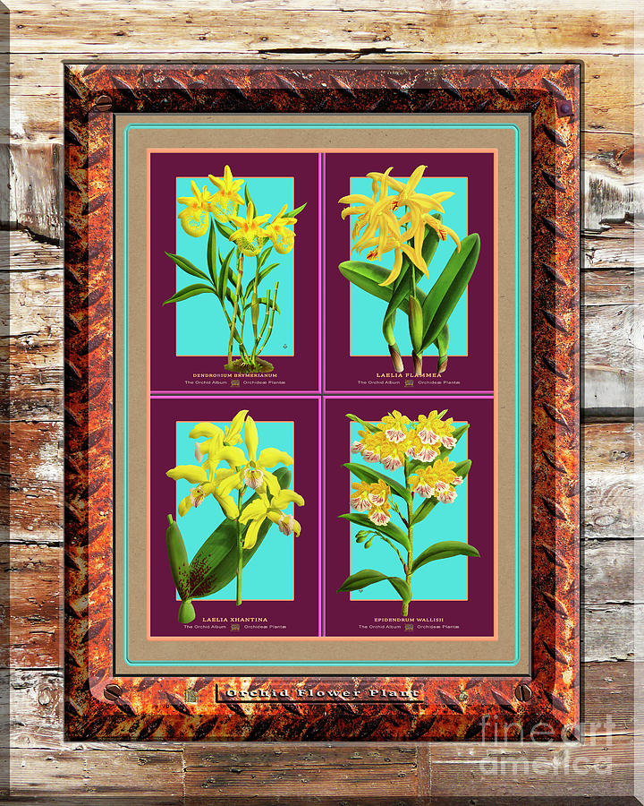 Antique Orchids Quatro On Rusted Metal And Weathered Wood Plank Digital Art