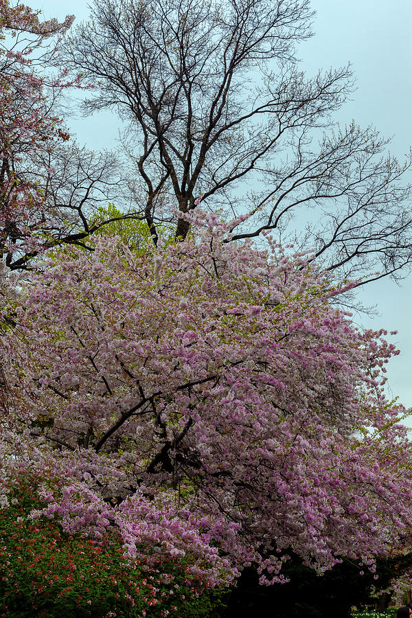 Cherry Trees #98 Photograph by Robert Ullmann
