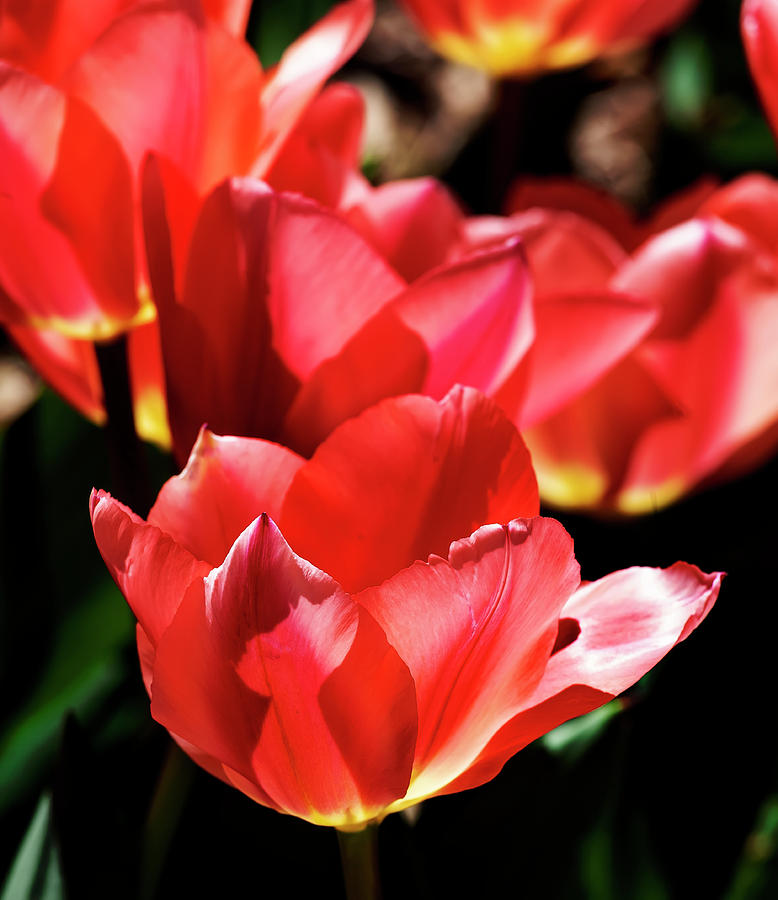 Tulips #98 Photograph by Robert Ullmann