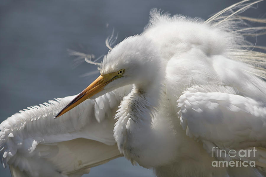 Egret Photograph - Great White Egret #99 by Paulette Thomas