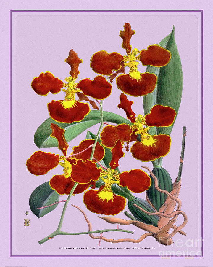 Vintage Painting - Orchid Flower Orchideae Plantae Drawing by Baptiste Posters