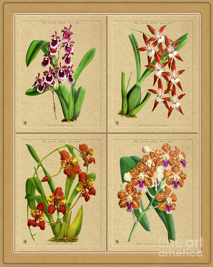 Orchids Quatro Classic Collage Mixed Media