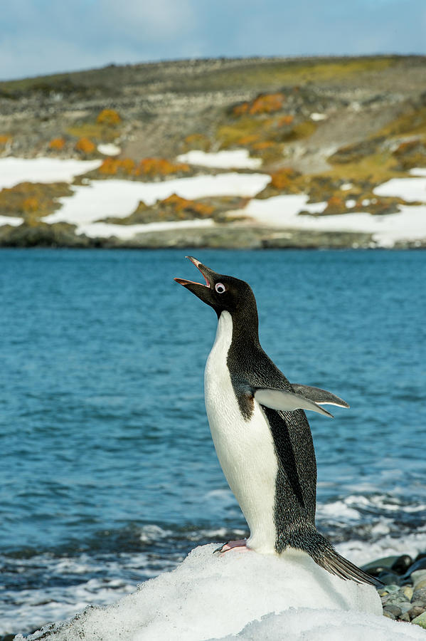 A Adelie Penguin (pygoscelis Adeliae) Photograph by Wolfgang Kaehler