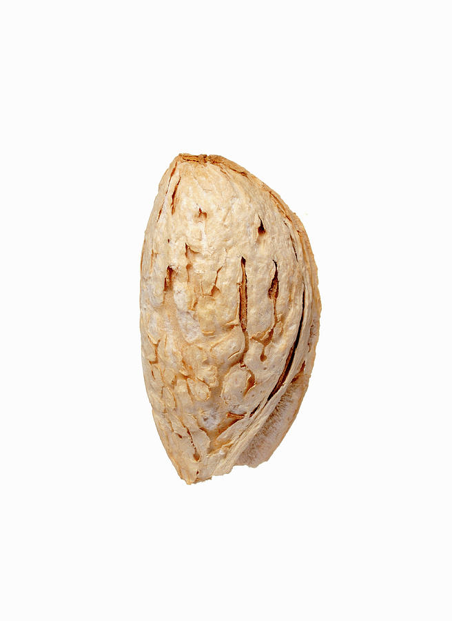 A Almond From Afghanistan Photograph by Franco Pizzochero