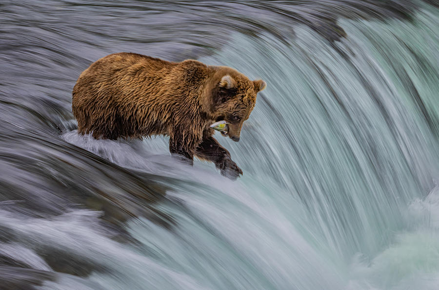 Fish Photograph - A Baby Bear Catching Fish by Ning Lin