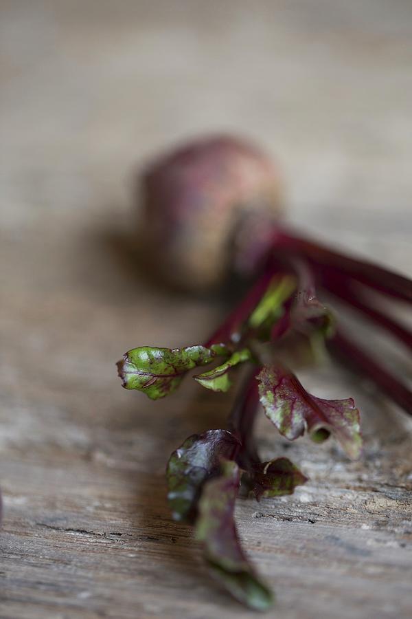 A Baby Beetroot With Leaves Photograph by Tina Engel