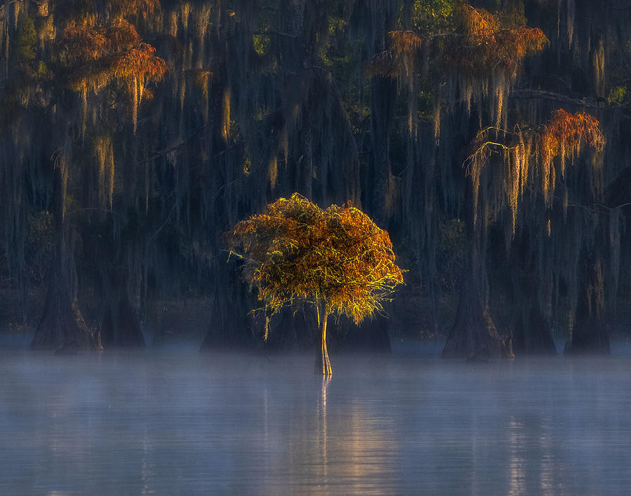 A Baby Cypress Tree Photograph by Dianne Mao