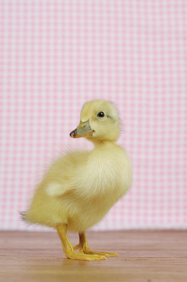 A Baby Duck Photograph by Dominik Eckelt